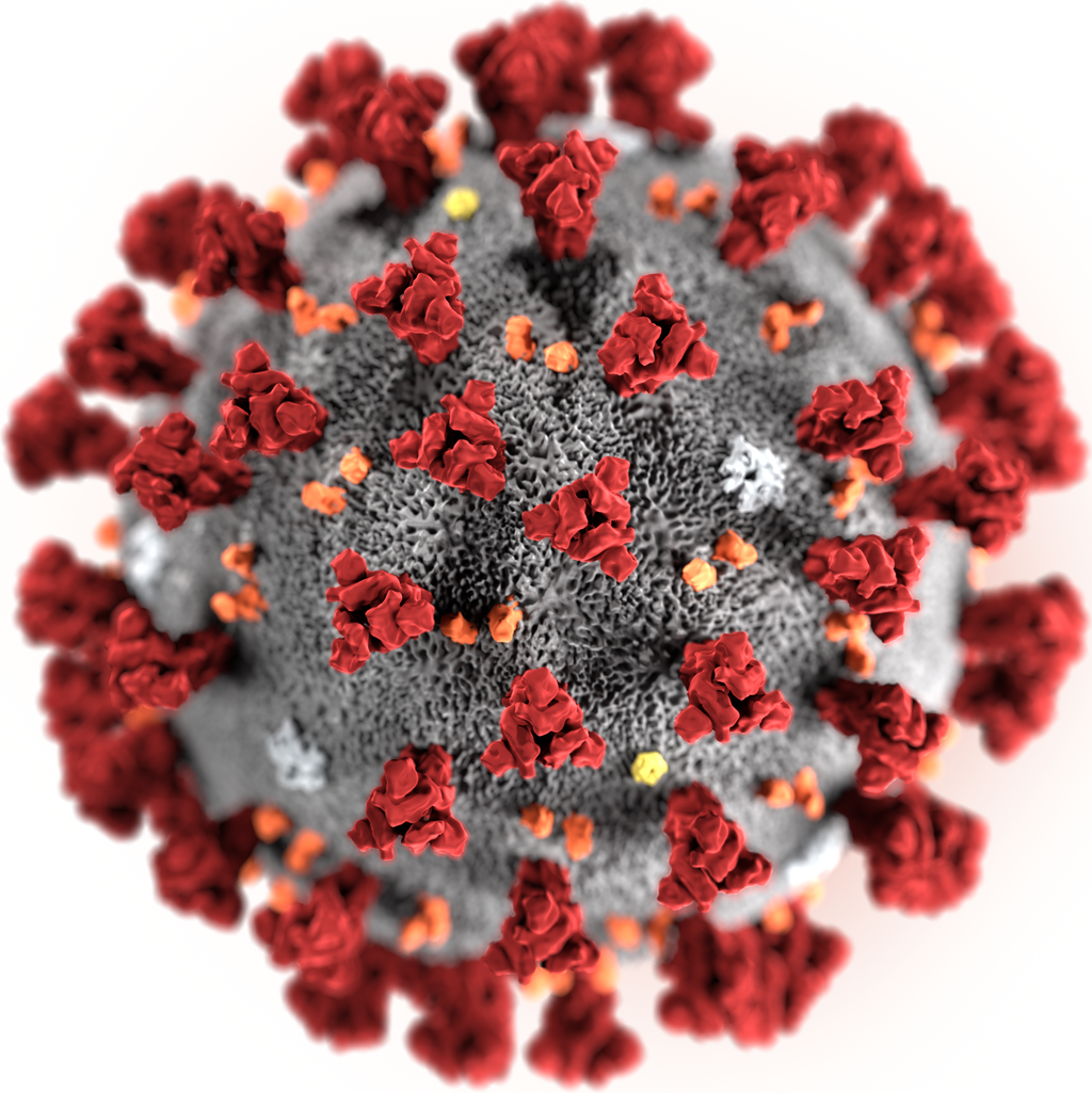 Illustration des Coronavirus (2019-nCoV).